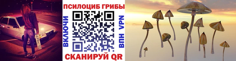 Купить где  Торопец  Псилоцибиновые грибы Magic Shrooms 